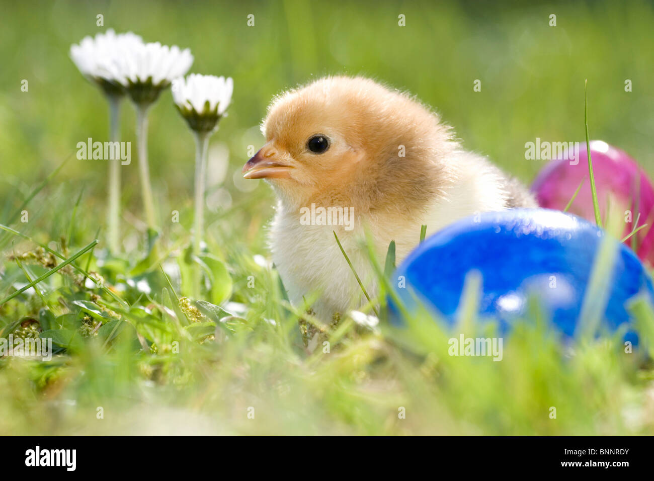 Easter fledglings chicken fledglings chickens hens eggs Easter eggs colors colored bird Easter motive Jung's bird Stock Photo