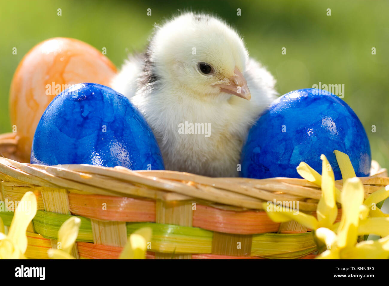 Easter fledglings chicken fledglings chickens hens eggs Easter eggs colors colored bird Easter motive Jung's bird basket Stock Photo