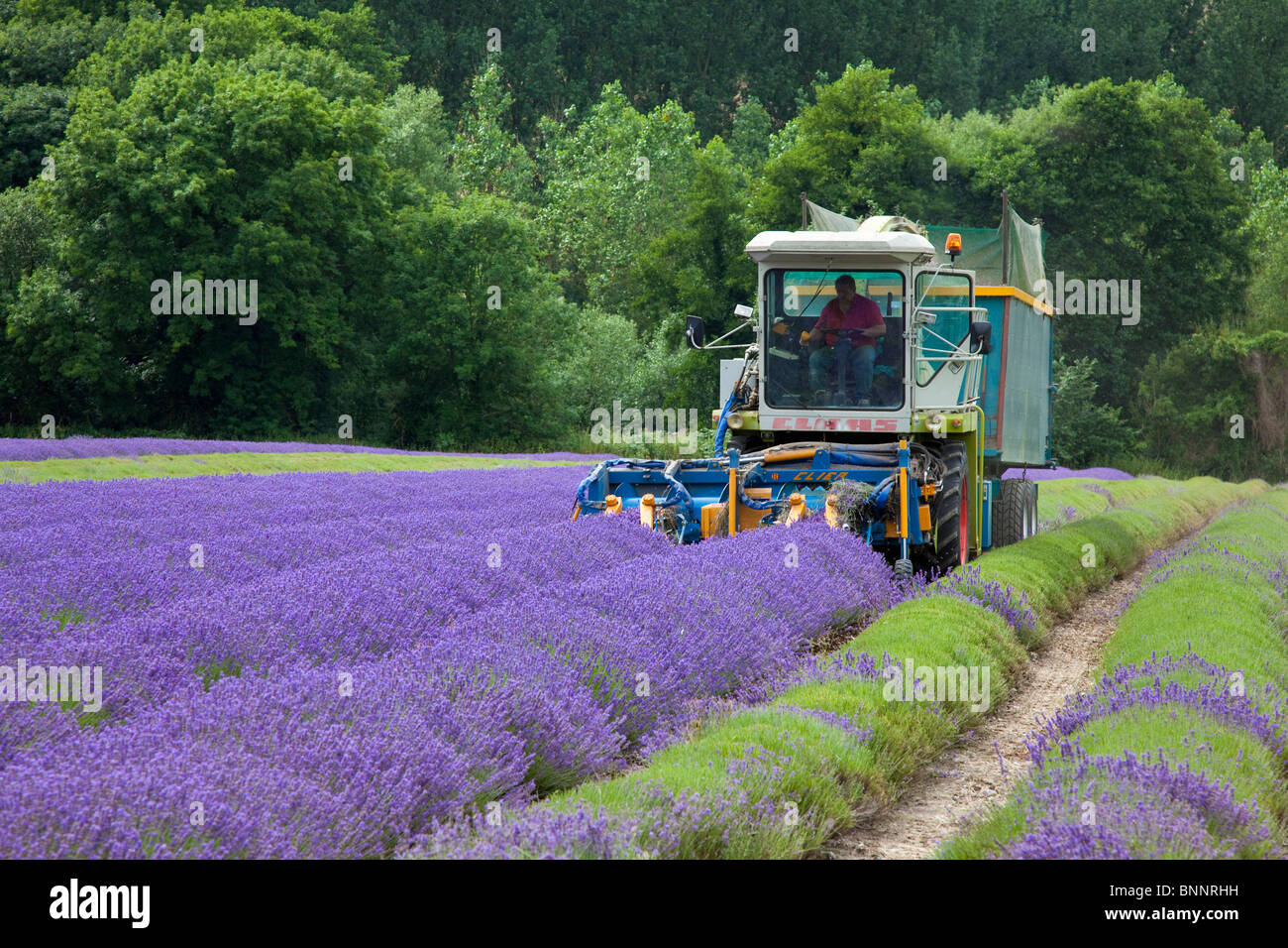 Mechanical harvesting of Lavender Castle Farm next to A225 between