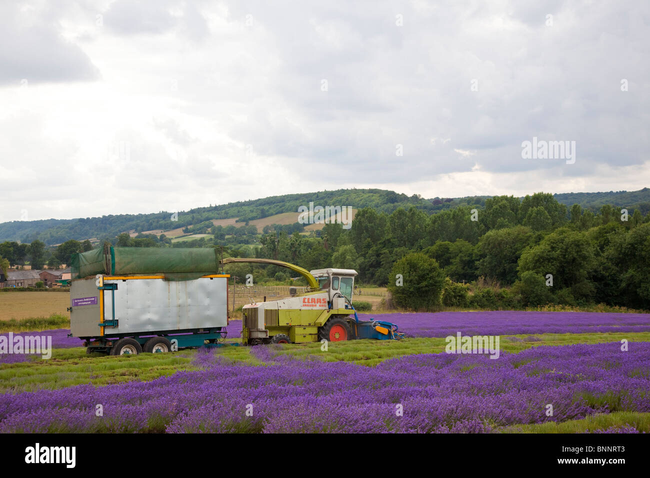Mechanical harvesting of Lavender Castle Farm next to A225 between