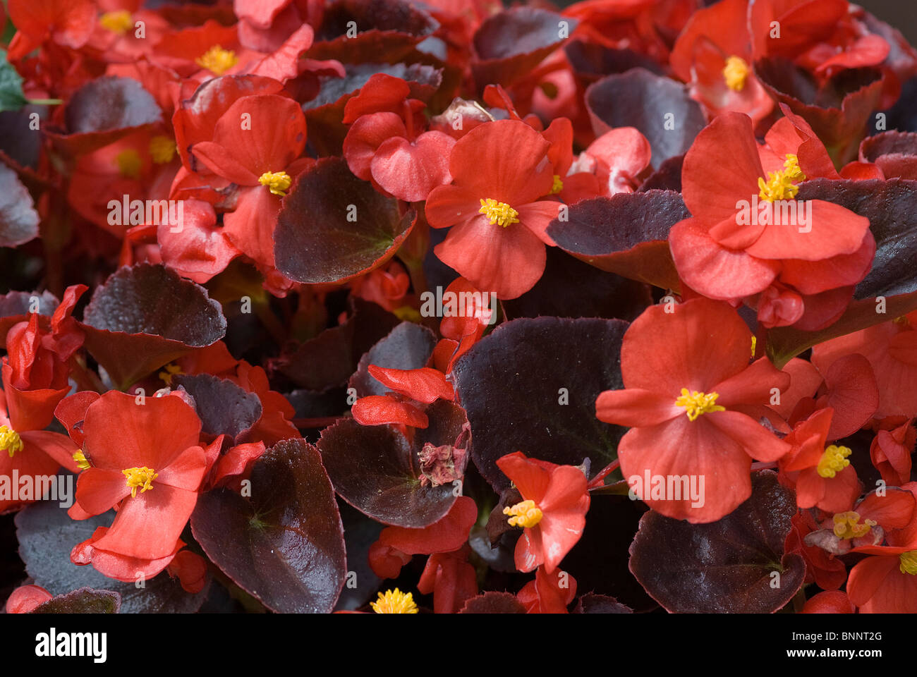 Begonia Vellozoana Stock Photo