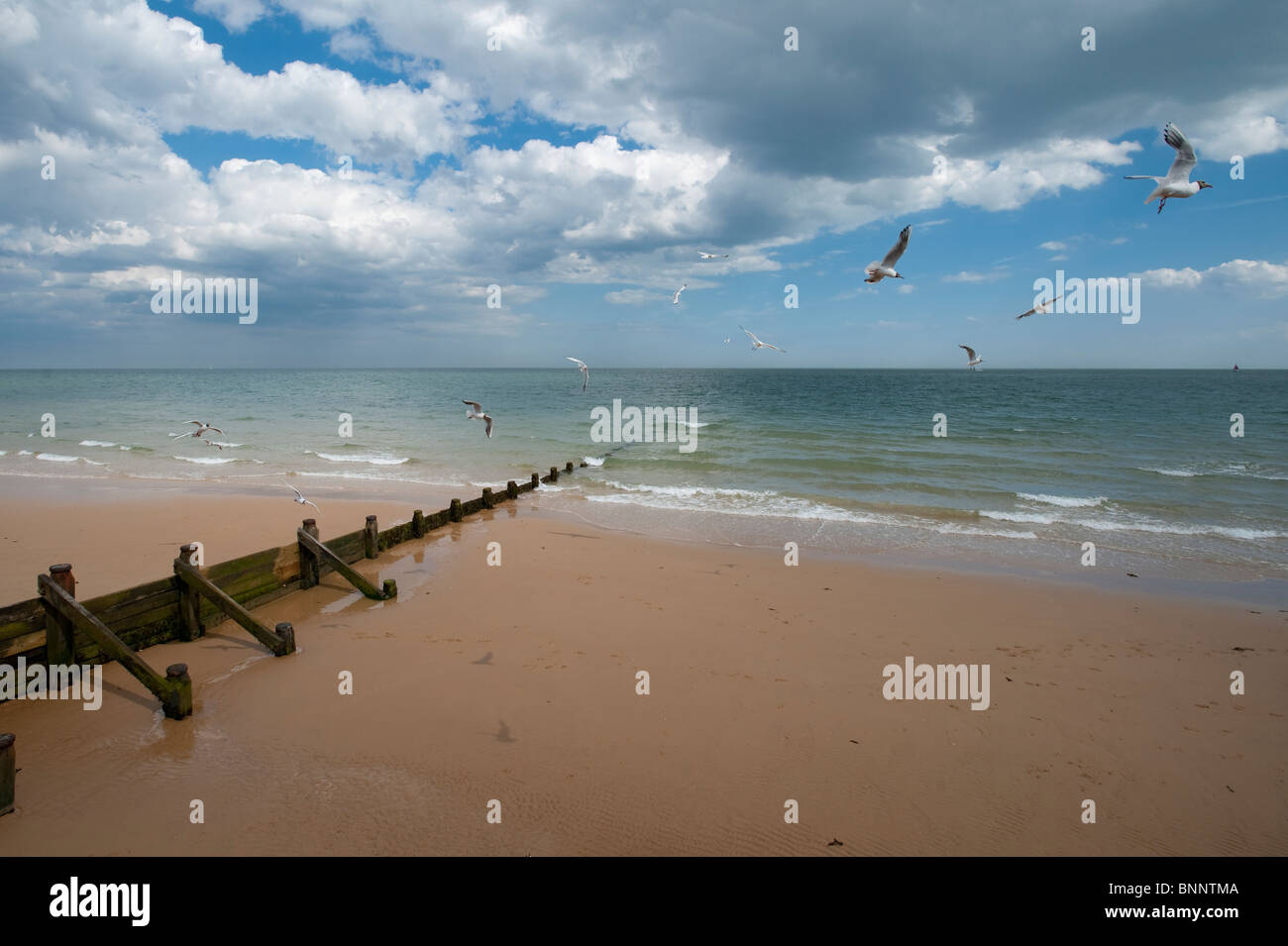 sea gulls and wooden groyne at low tide, FrintononSea, Essex Stock Photo Alamy