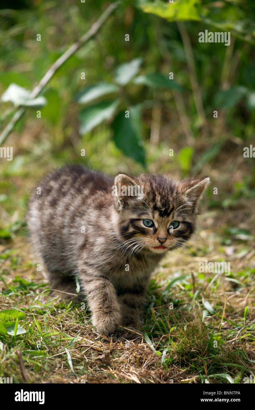 Scottish Wildcat kitten, felis silvestris grampia. (captive) Stock Photo