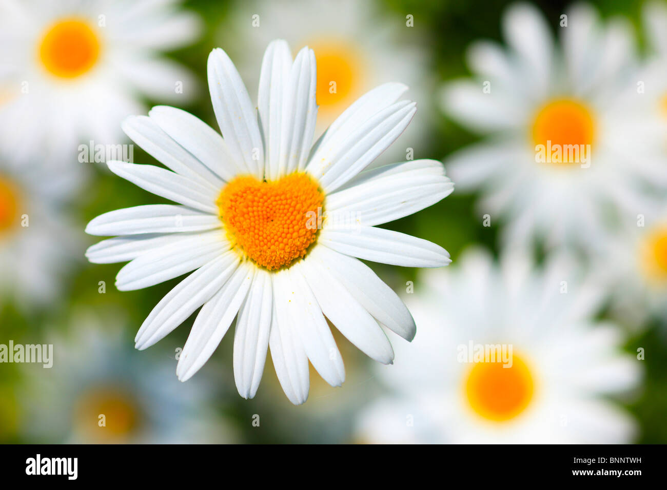 blossom flowers flower meadow flourish blossoms flourishes petal petals
