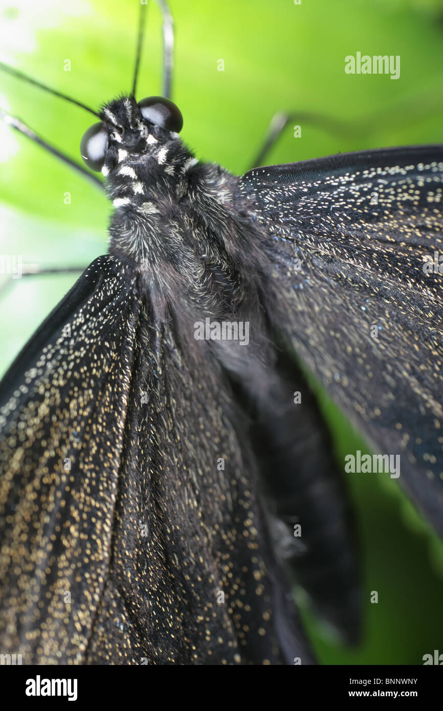 Butterfly Eyes Closeup Stock Photo Alamy