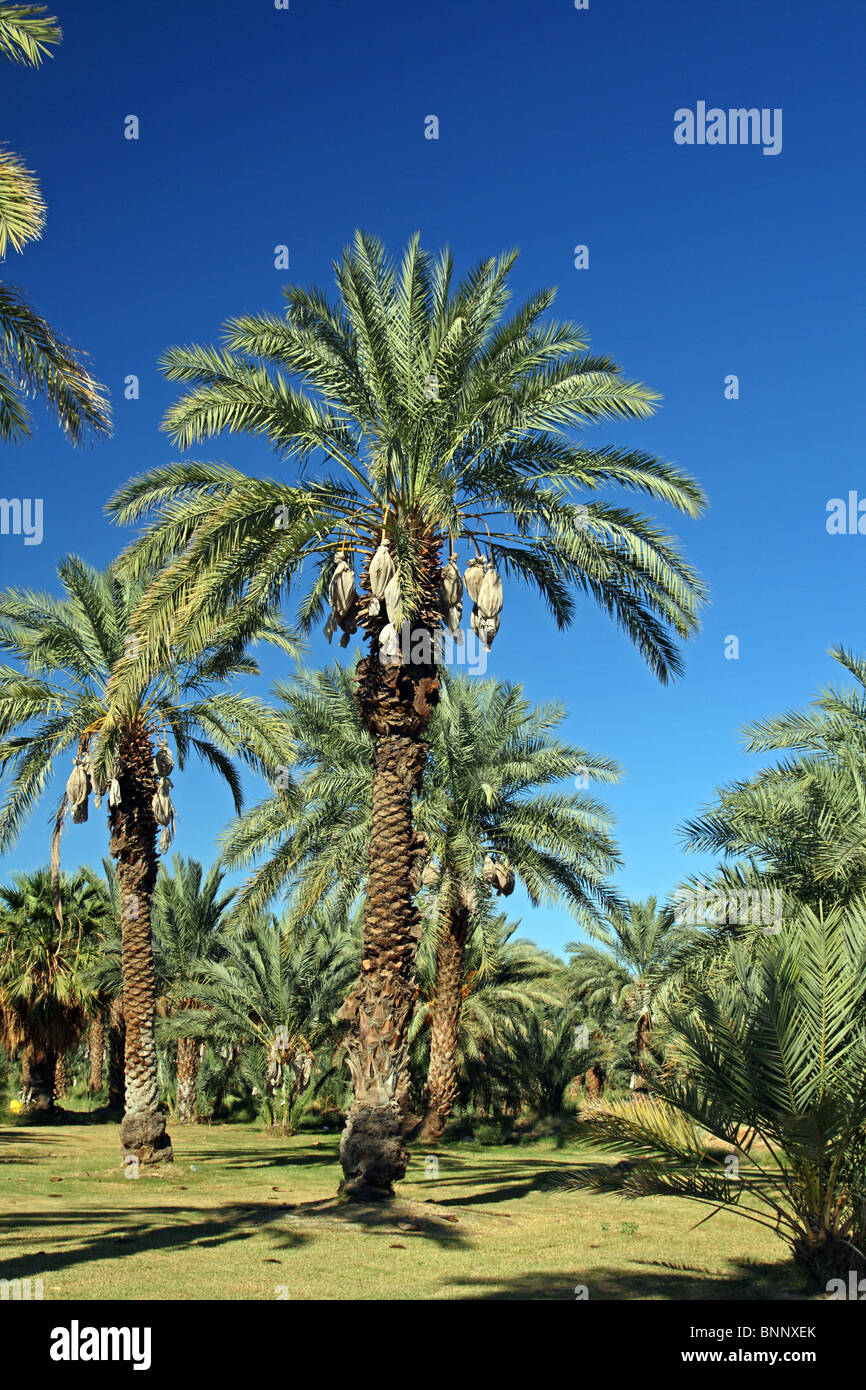 Coachella valley dates hires stock photography and images Alamy