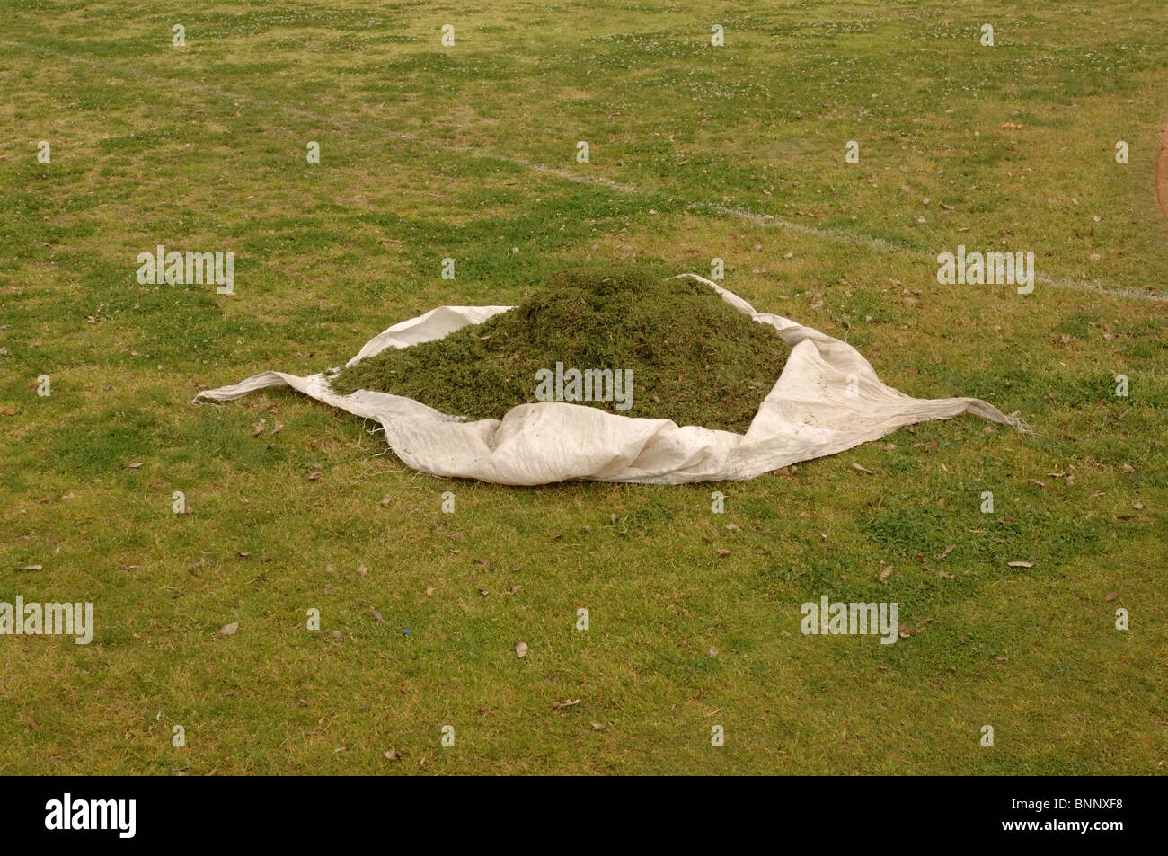 Freshly cut grass clippings on a tarp. Stock Photo