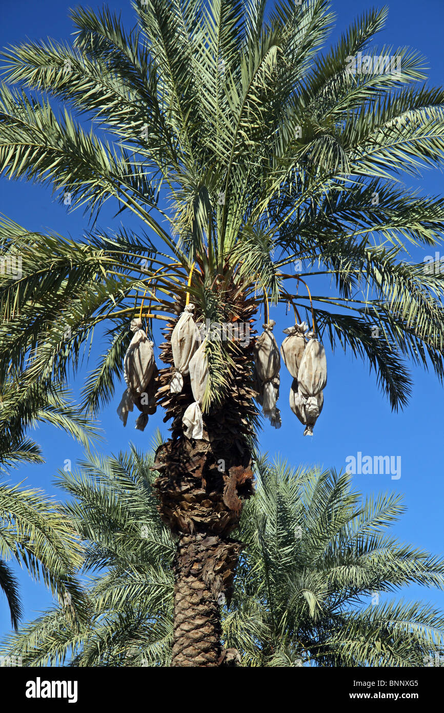 Date Palm cultivated dates grown commercially in the Coachella Valley