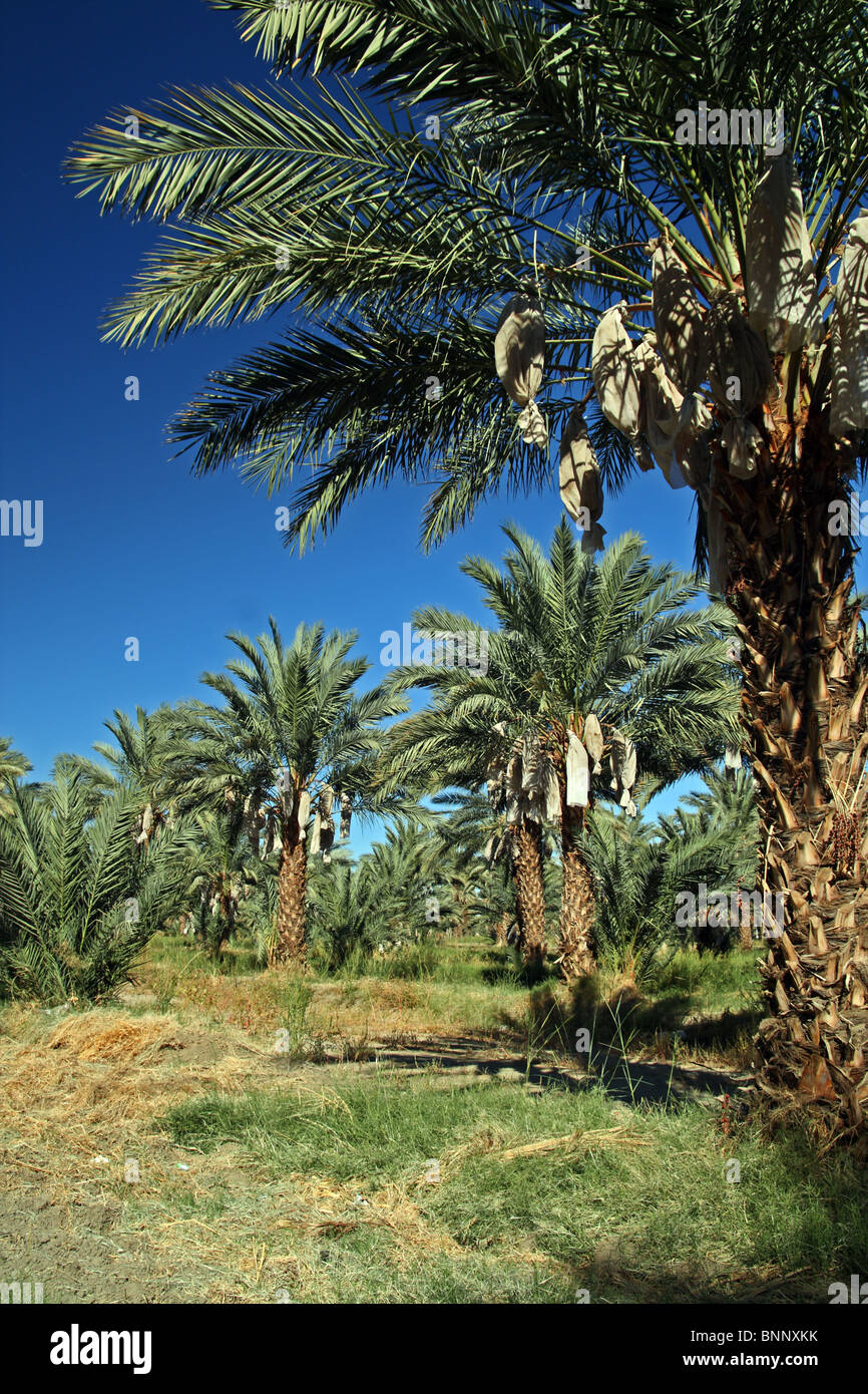 Date Palm cultivated dates grown commercially in the Coachella Valley