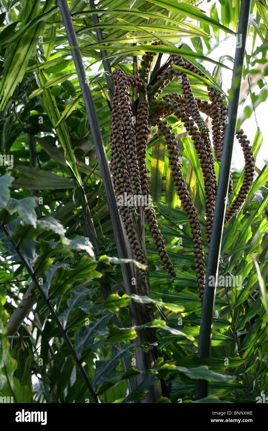 Yin Ye Guang Lang Palm, Arenga ambong, Arecaceae (Palmae), Phillipines, South East Asia Stock Photo