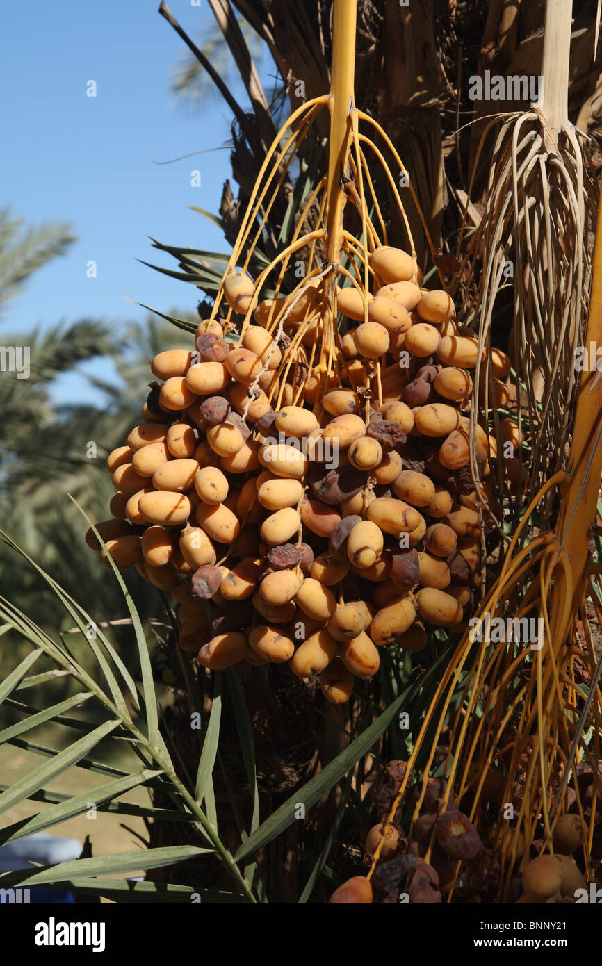 Date Palm cultivated dates grown commercially in the Coachella Valley