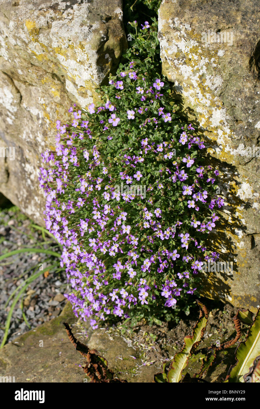 Aubretia, Aubretia deltoidea 'Argenta Variagata', Brassicaceae (Cruciferae) Stock Photo