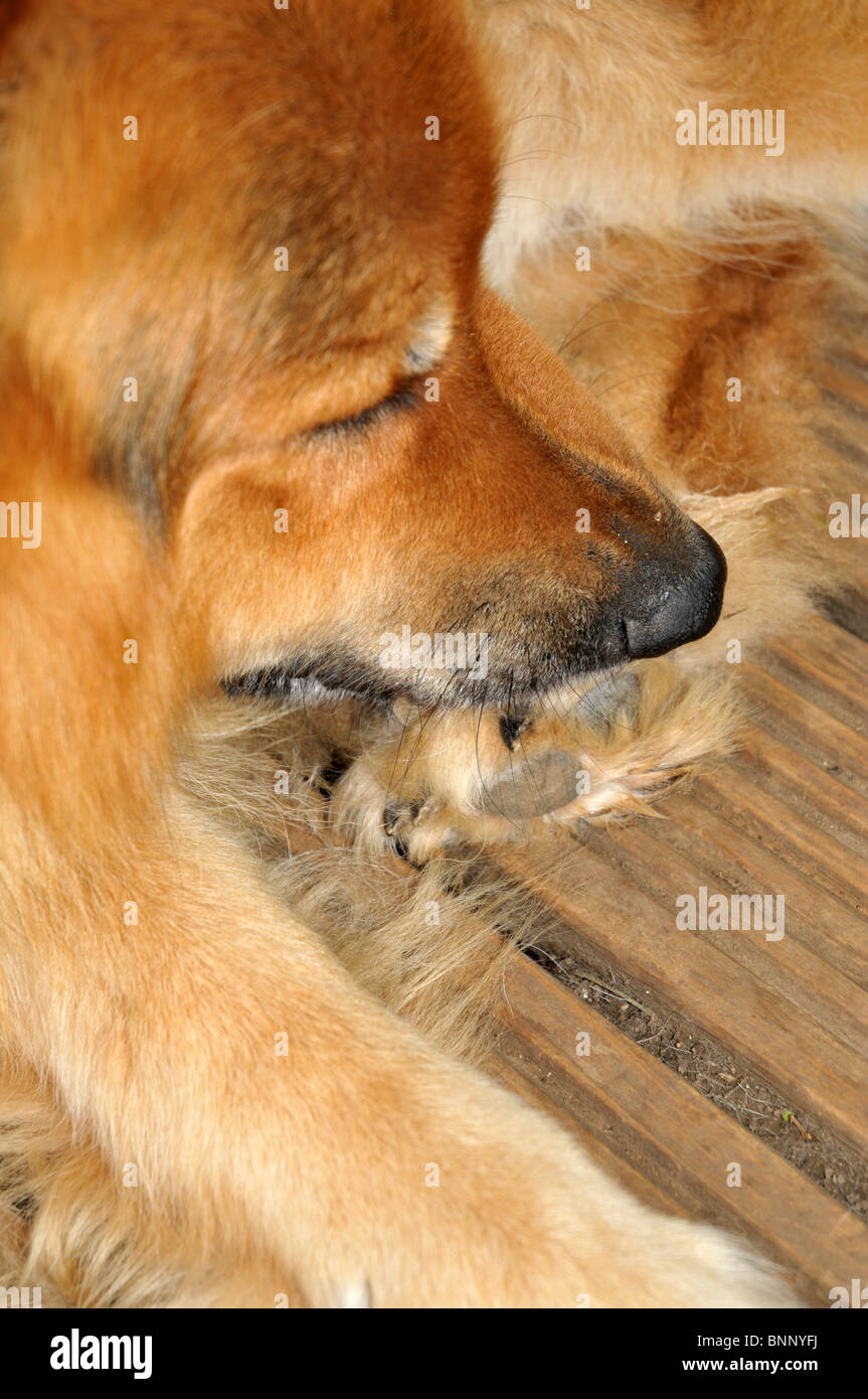 alsatian dog chewing his foot Stock Photo Alamy