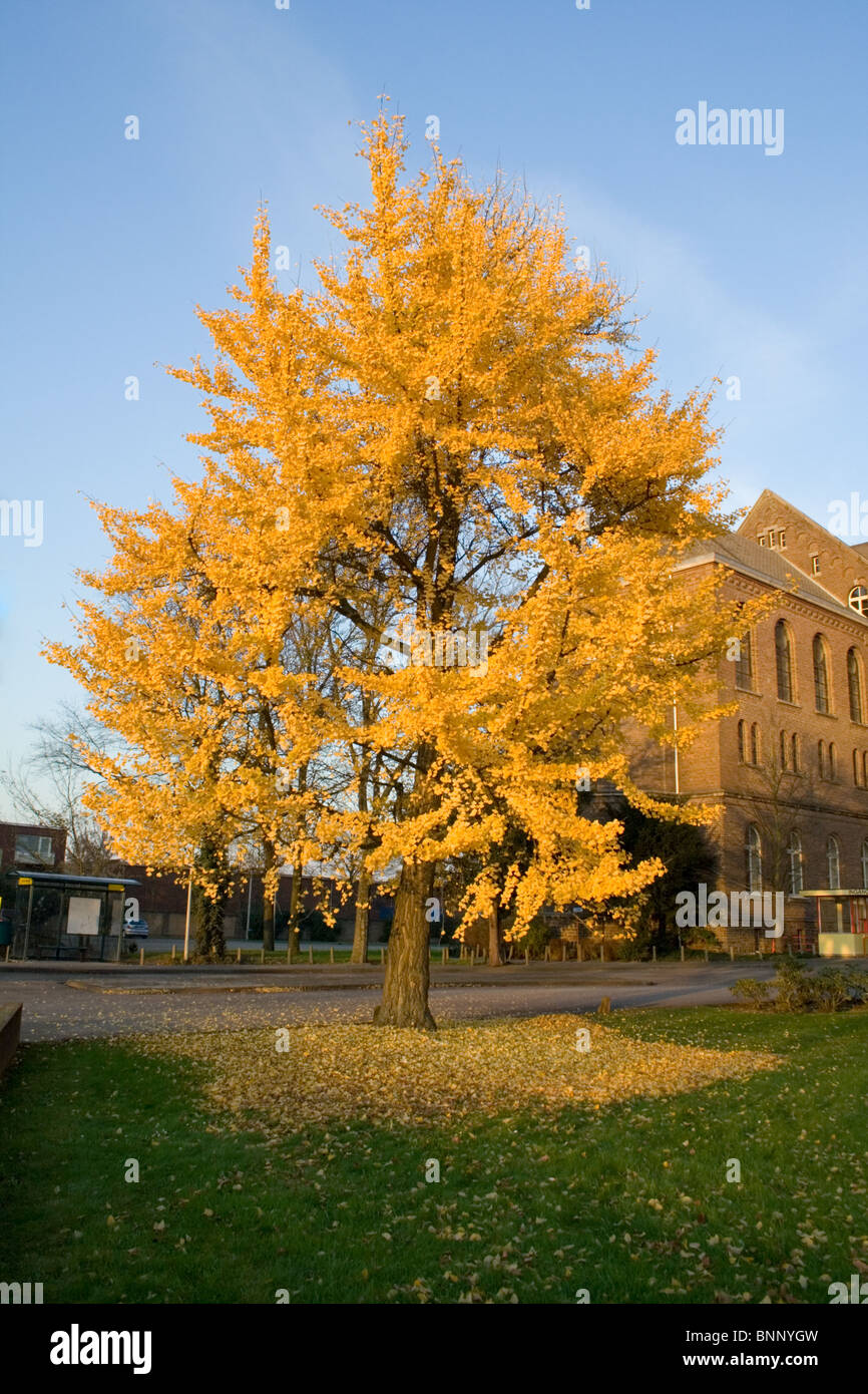 Tree turning yellow in Autumn Stock Photo Alamy