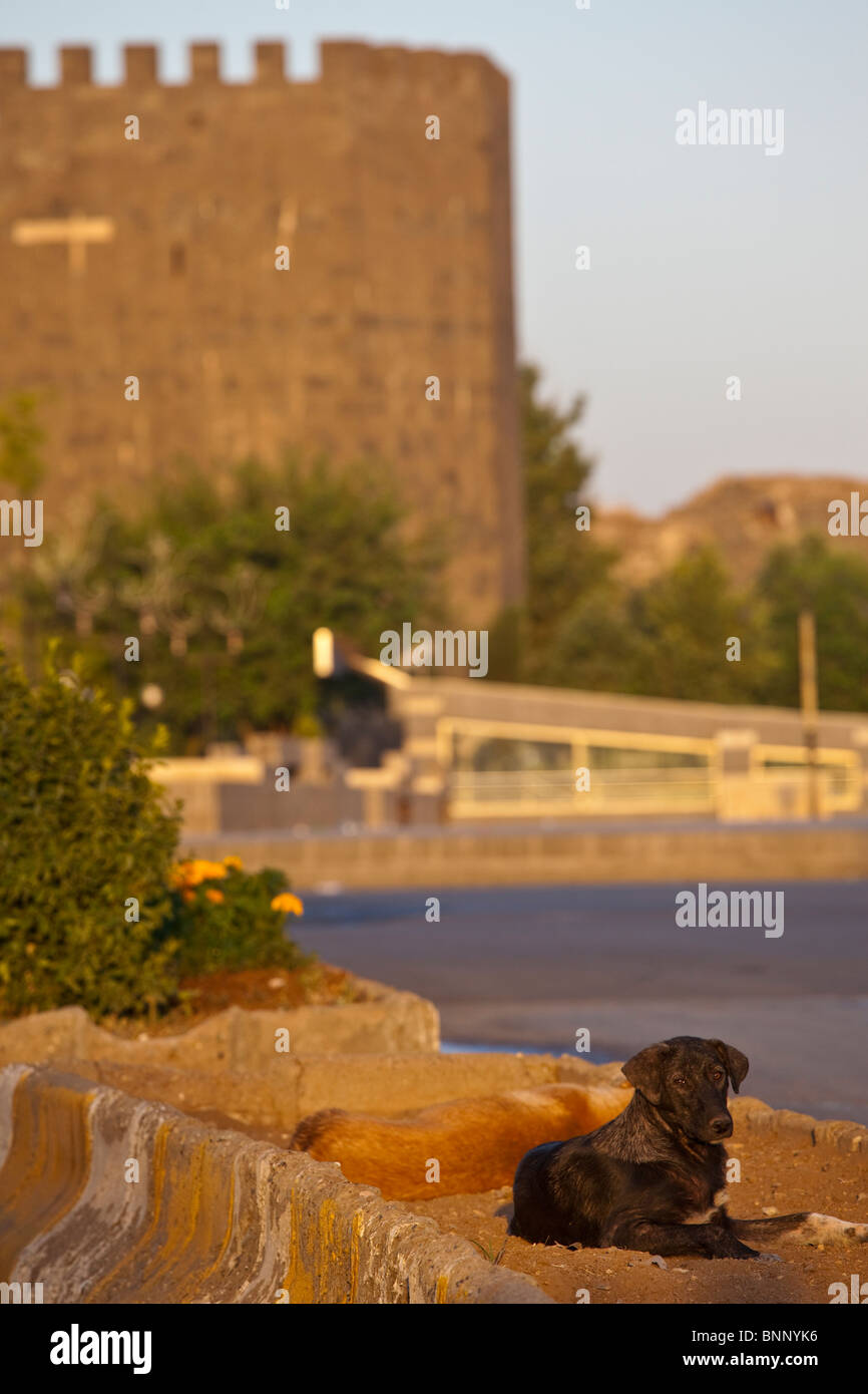 Dog in front of the old city walls in Diyarbakir, Turkey Stock Photo