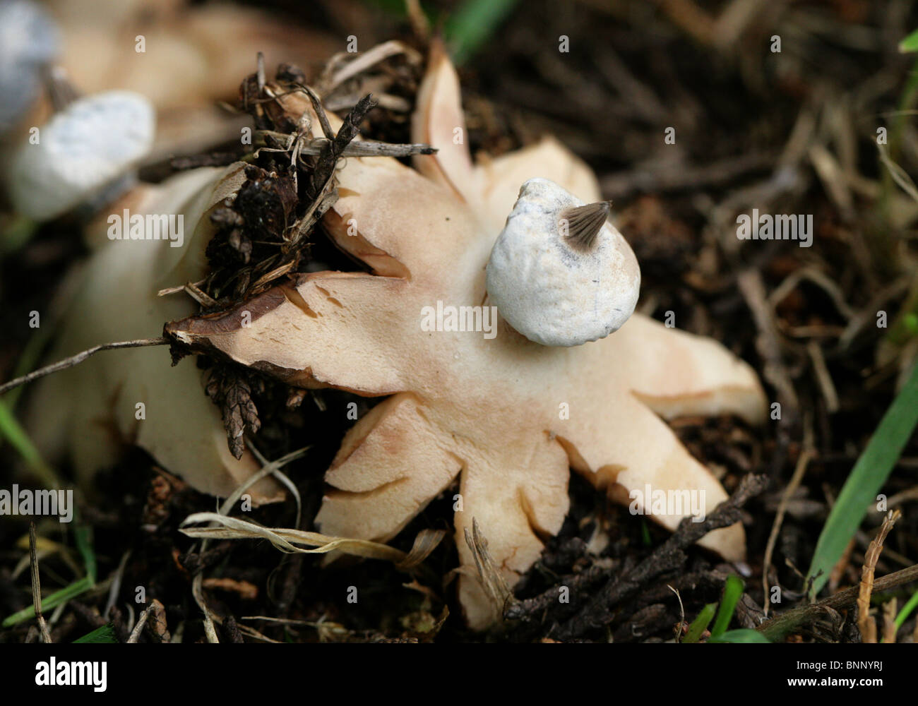 Earthstar, Geastrum striatum, Geastraceae, syn Geastrum bryantii Stock