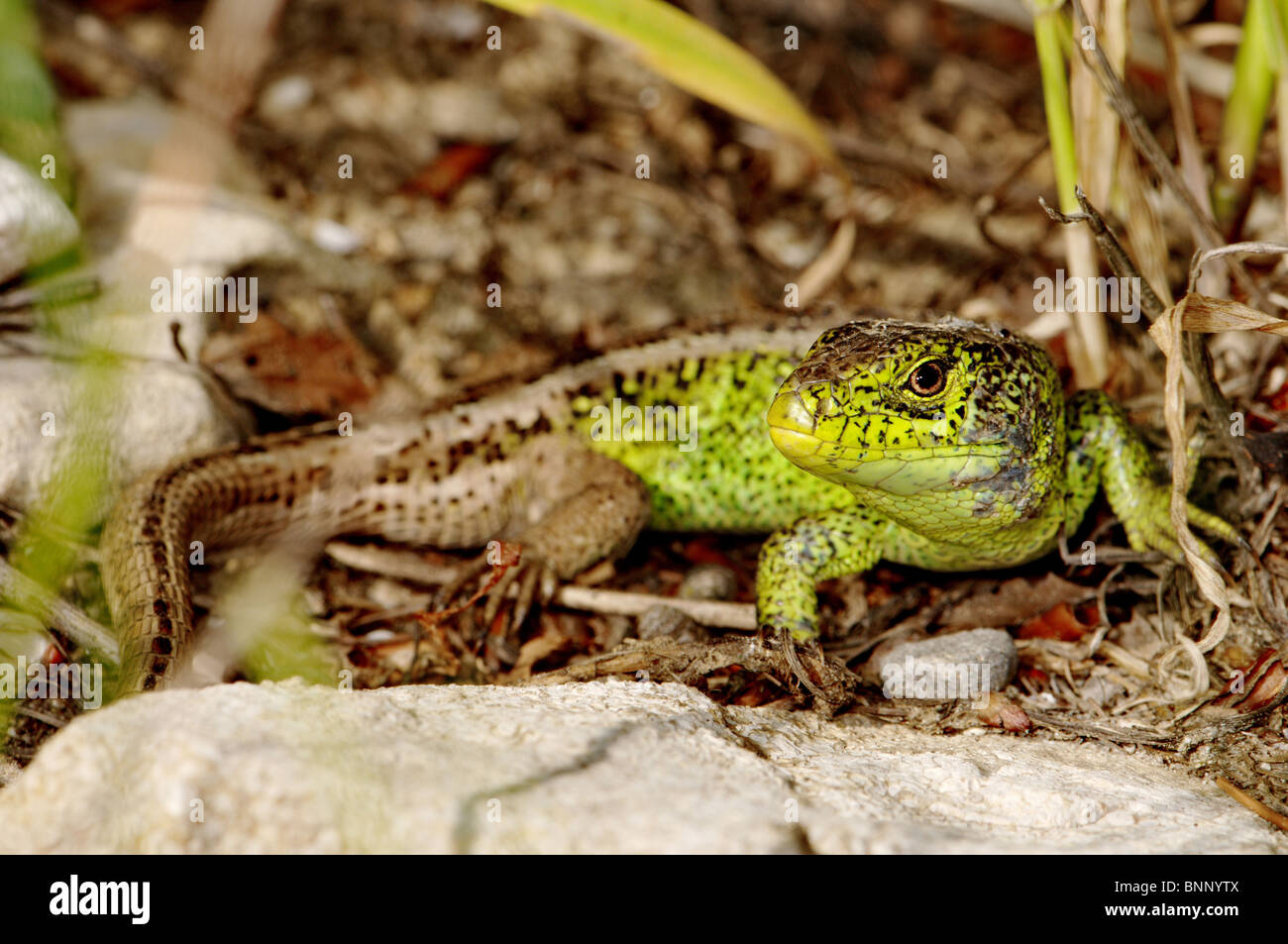 lizard lizards Sand Lizard Lacerta agilis reptile reptiles general view