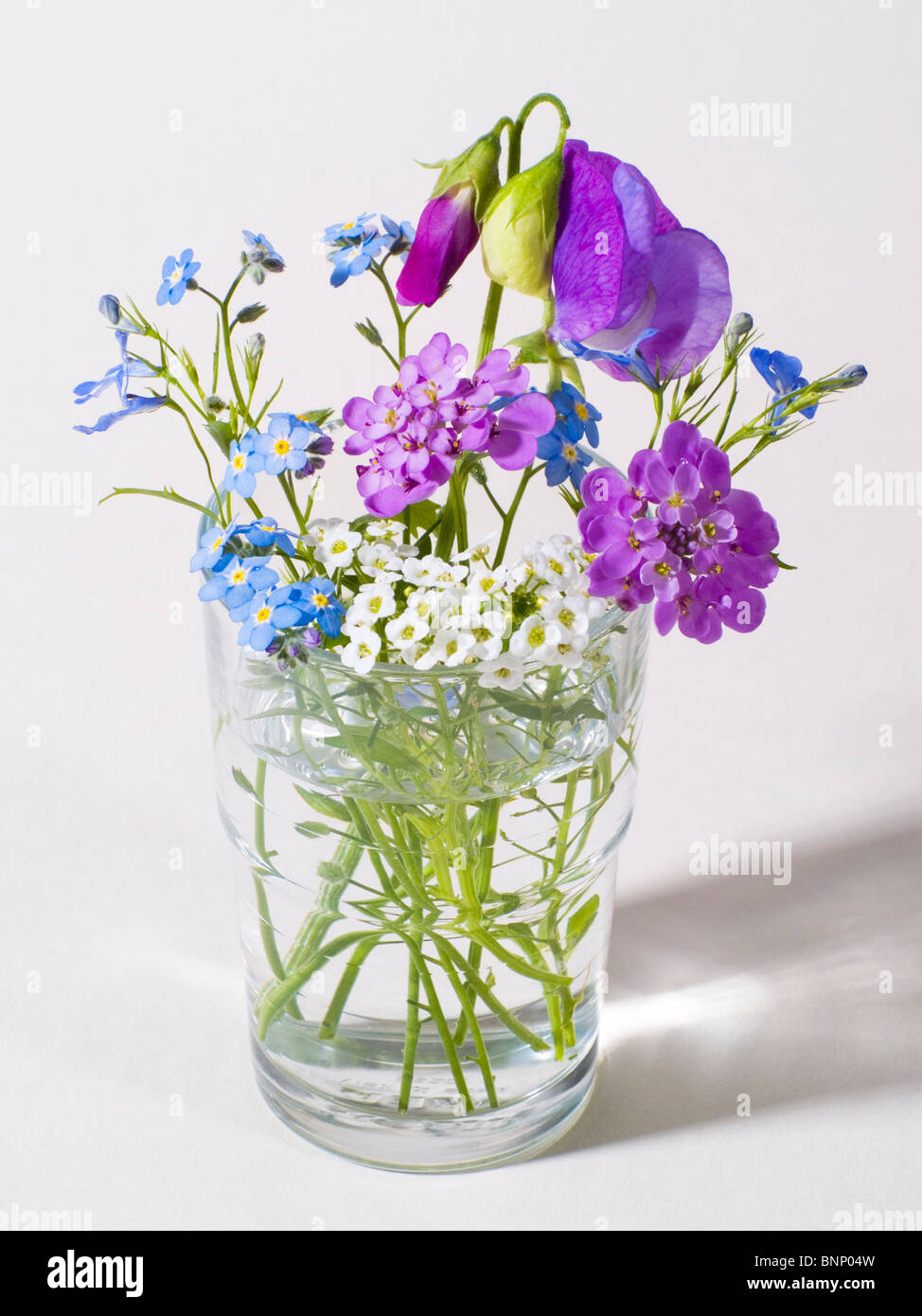 Purple flowers of sweet alyssum hi-res stock photography and images - Alamy