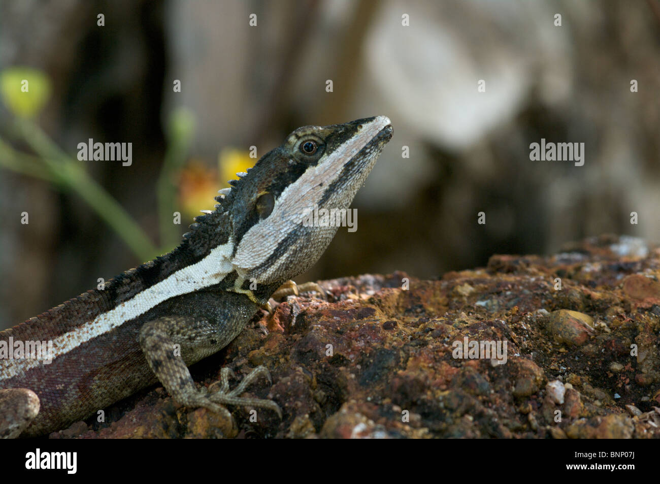 An adult male Northern Water Dragon (Amphibolurus temporalis) in Darwin, Northern Territory, Australia. Stock Photo