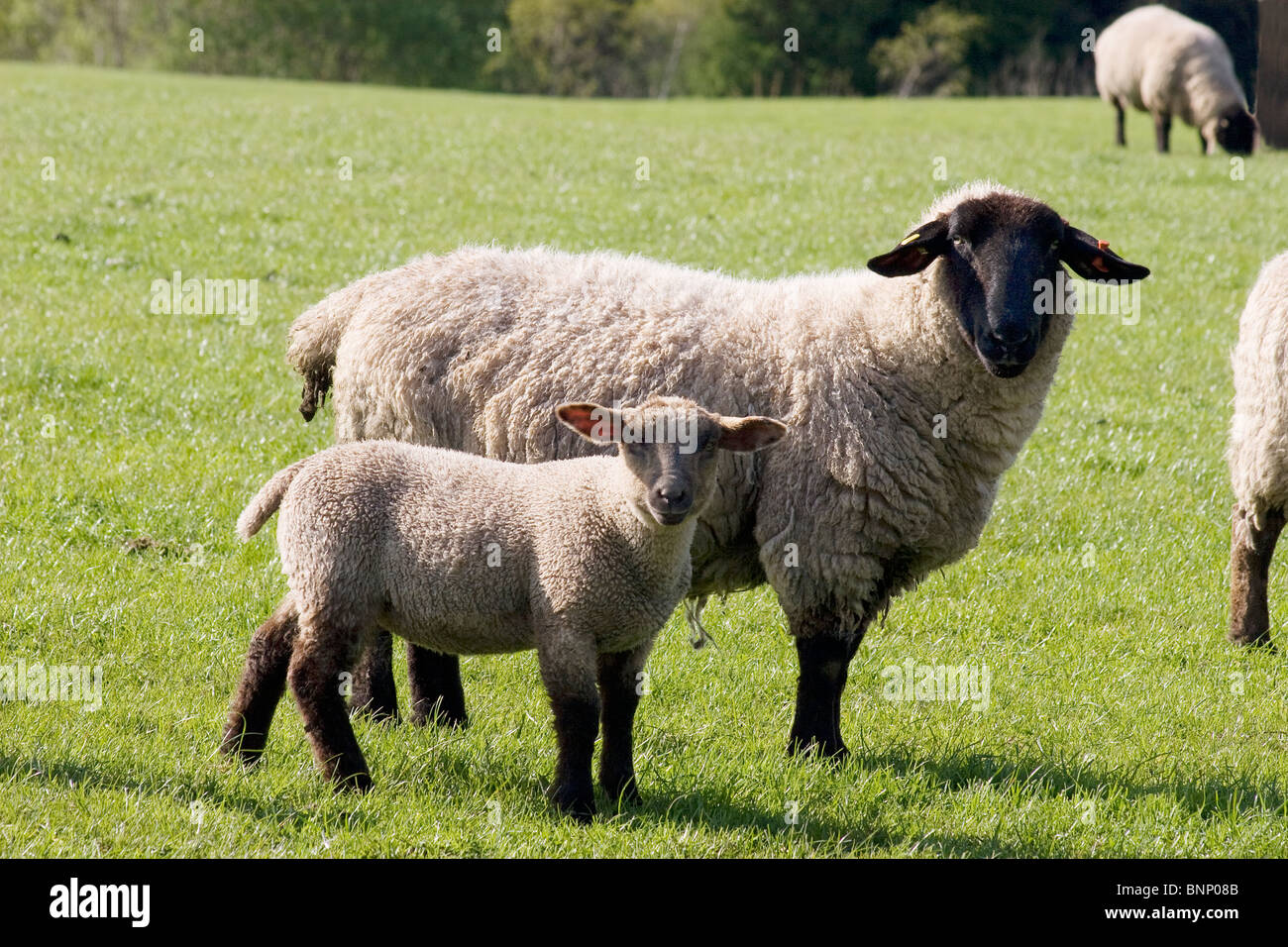 black faced rare breed sheep and lambs grazing at Dalton, Dumfries