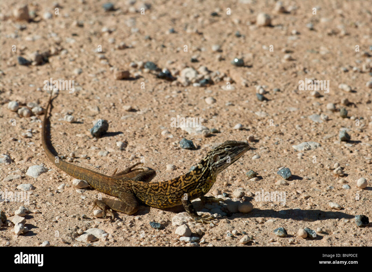 A Lozenge-marked Dragon (Ctenophorus scutulatus) warily resting on the desert floor in Shark Bay , Western Australia. Stock Photo
