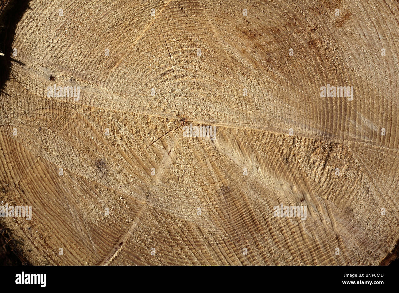Tee Log Rings Tree ring hi-res stock photography and images - Alamy