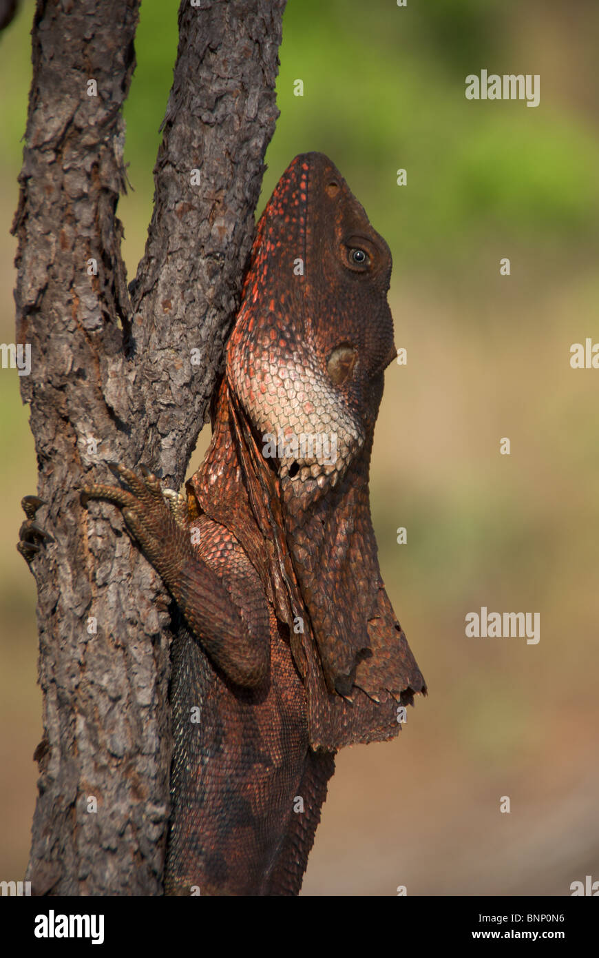 A Frilled Lizard (Chlamydosaurus kingii) clinging to a sapling at Litchfield National Park, Northern Territory, Australia. Stock Photo