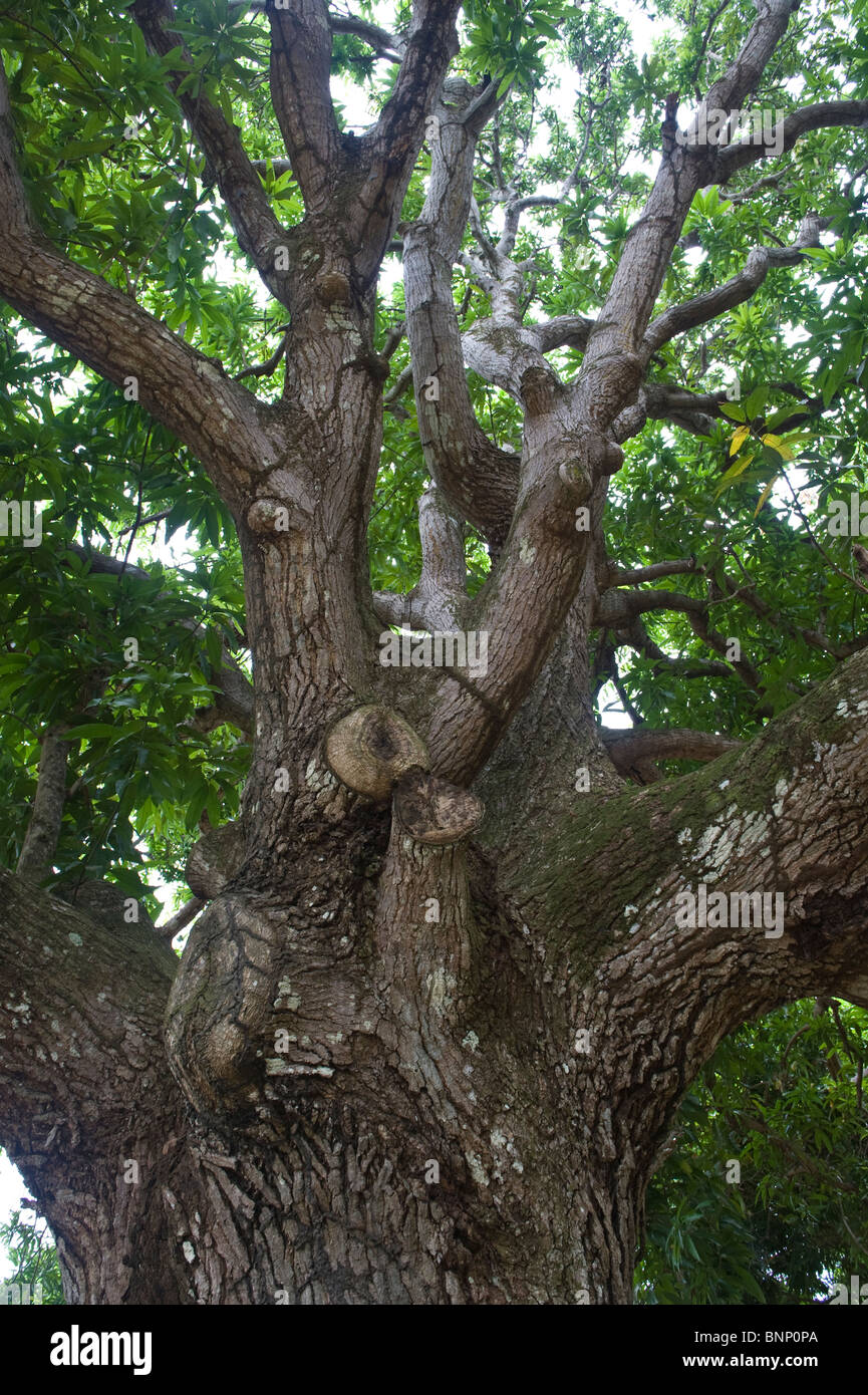 Trunk and branches of mango tree Rock View Village garden Guyana South