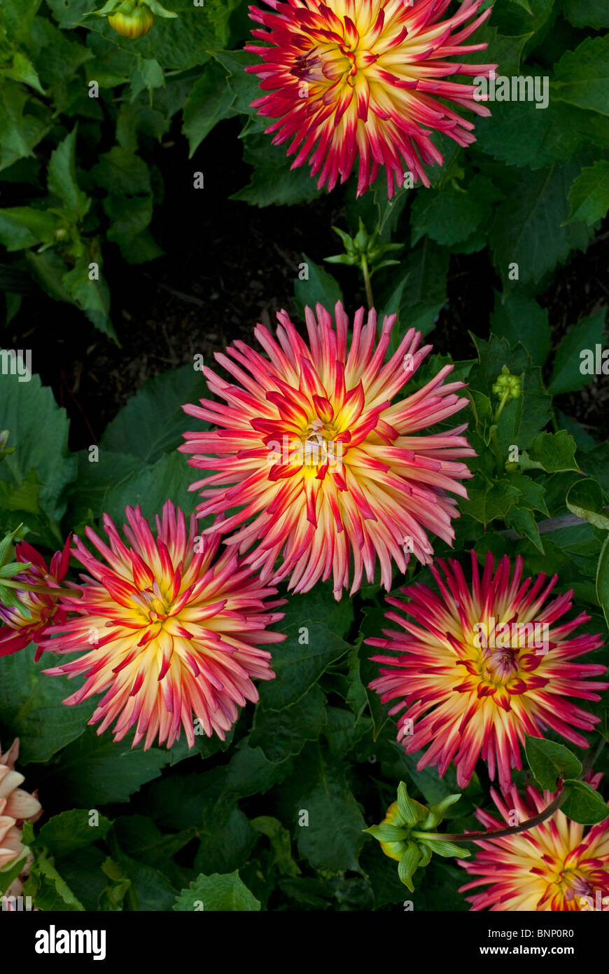 Dahlia Garden at the Conservatory of Flowers in the Golden Gate Park