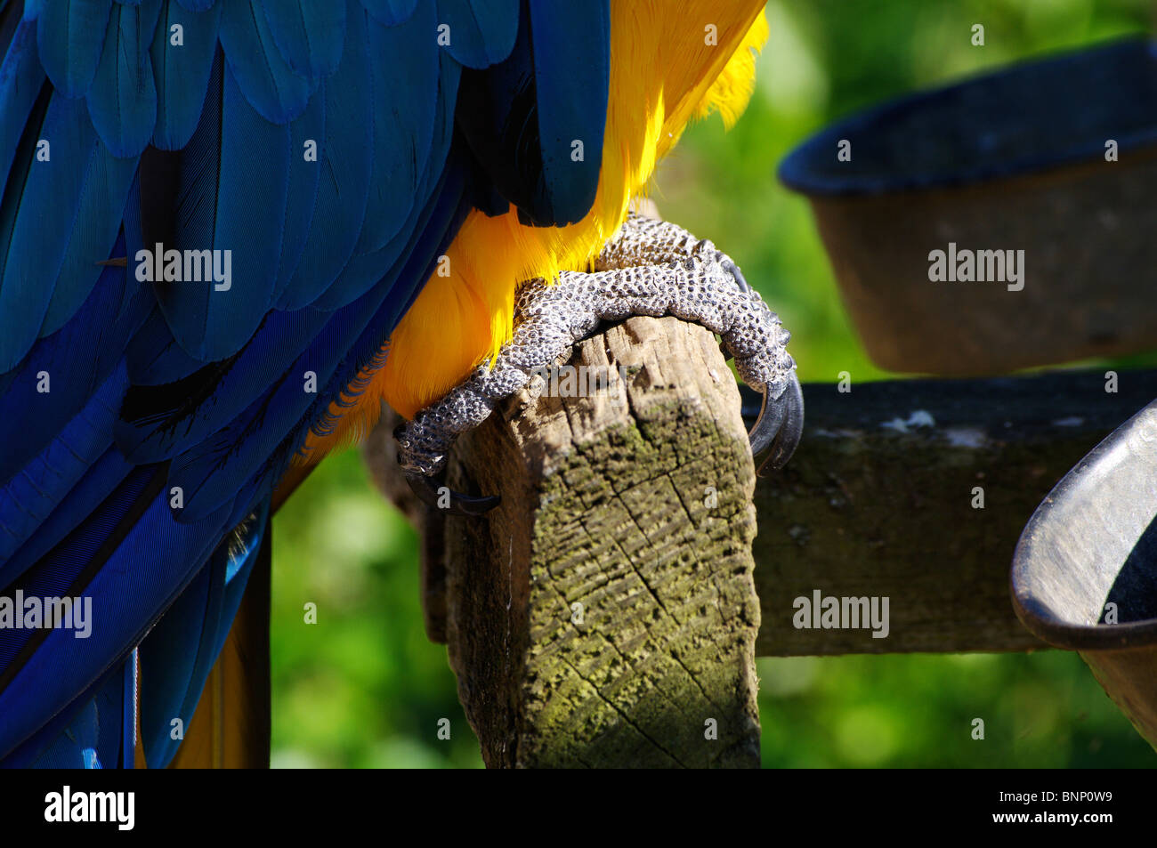 Parrot feet and lower feathers Stock Photo
