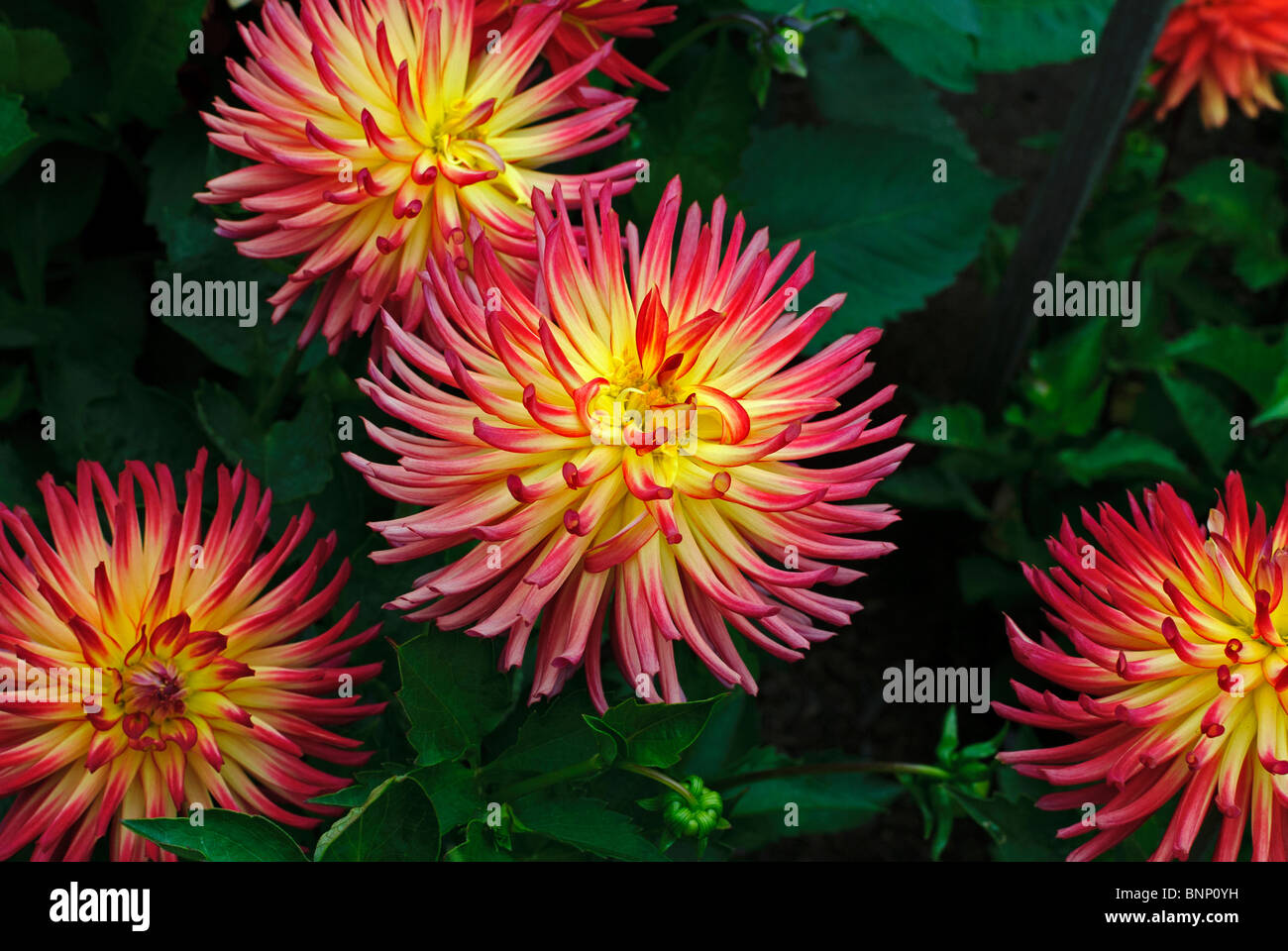 Dahlia Garden at the Conservatory of Flowers in the Golden Gate Park