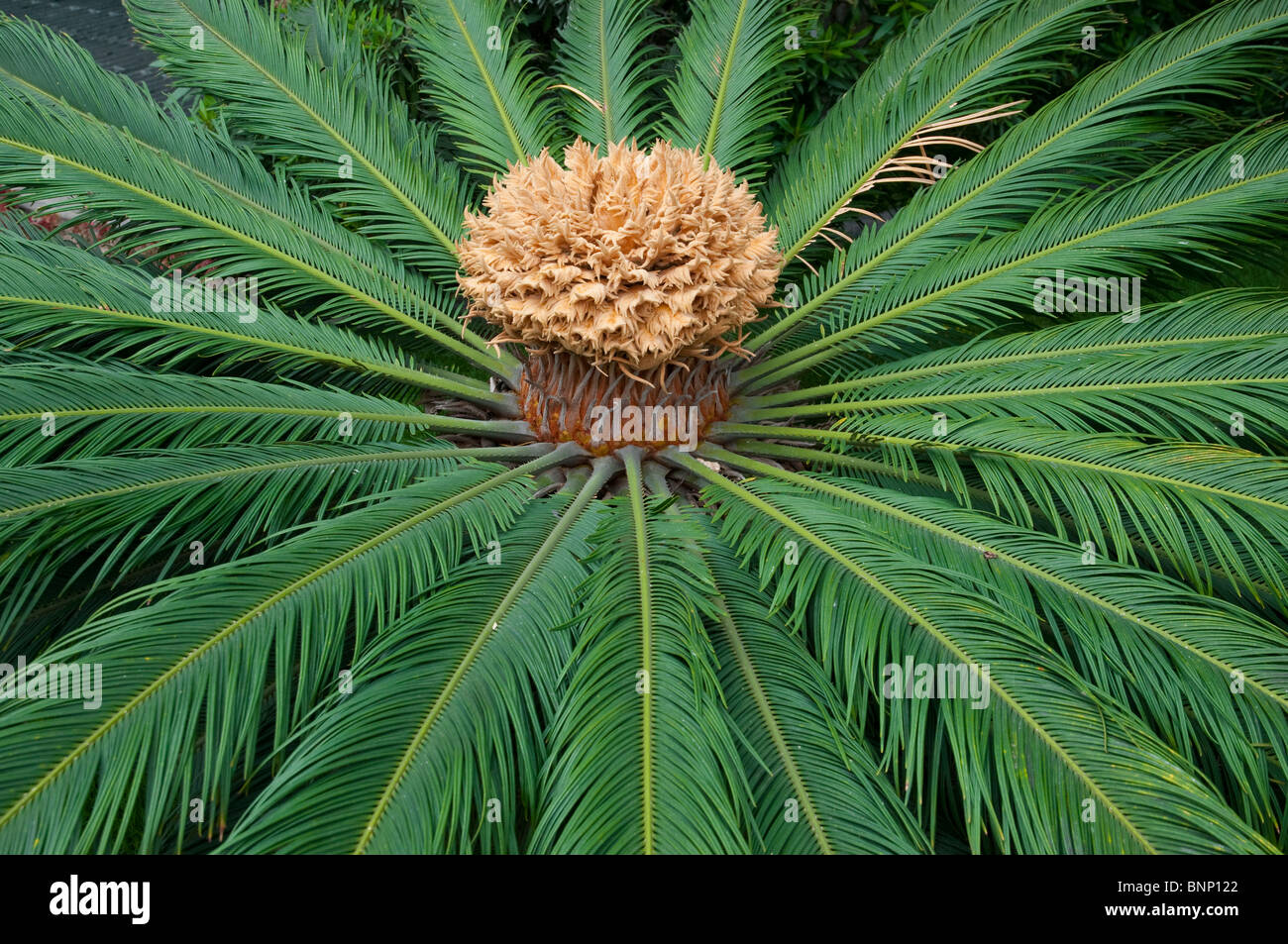 Closeup of a tropical fern and seed pod in Miraflores, Lima, Peru, South America. Stock Photo