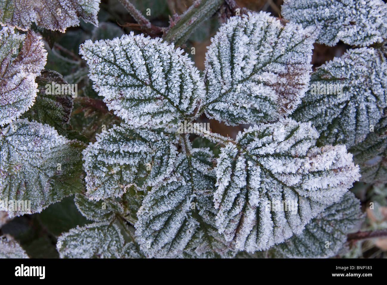 Blackberry bush winter hires stock photography and images Alamy