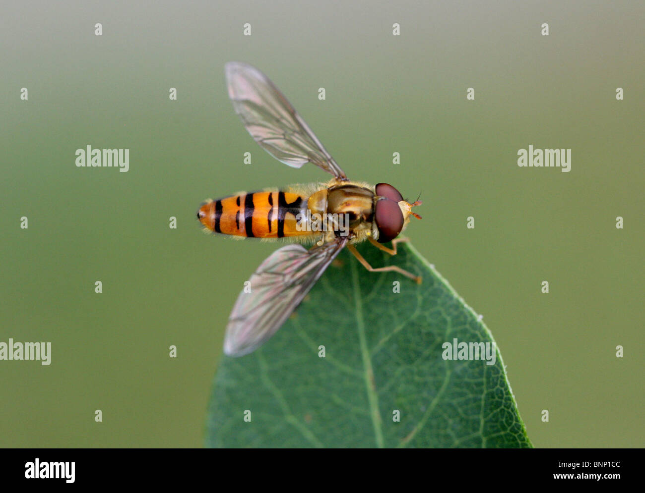 Marmalade Hoverfly, Episyrphus balteatus, Syrphidae, Diptera Stock