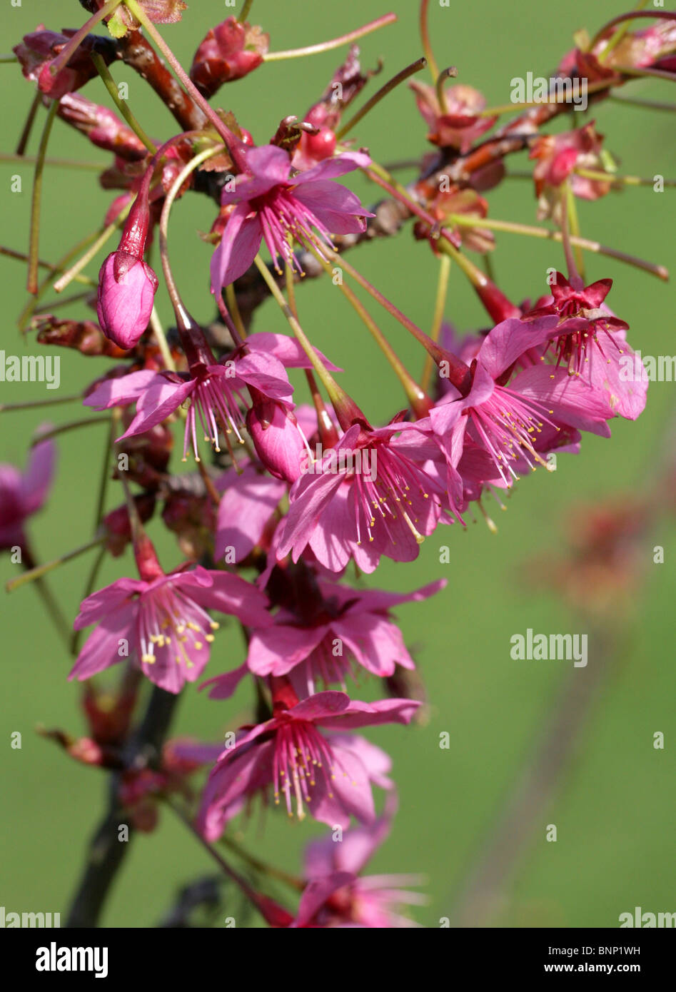 Flowering Cherry Tree, Prunus 'Collingwood Ingram', Rosaceae Stock Photo