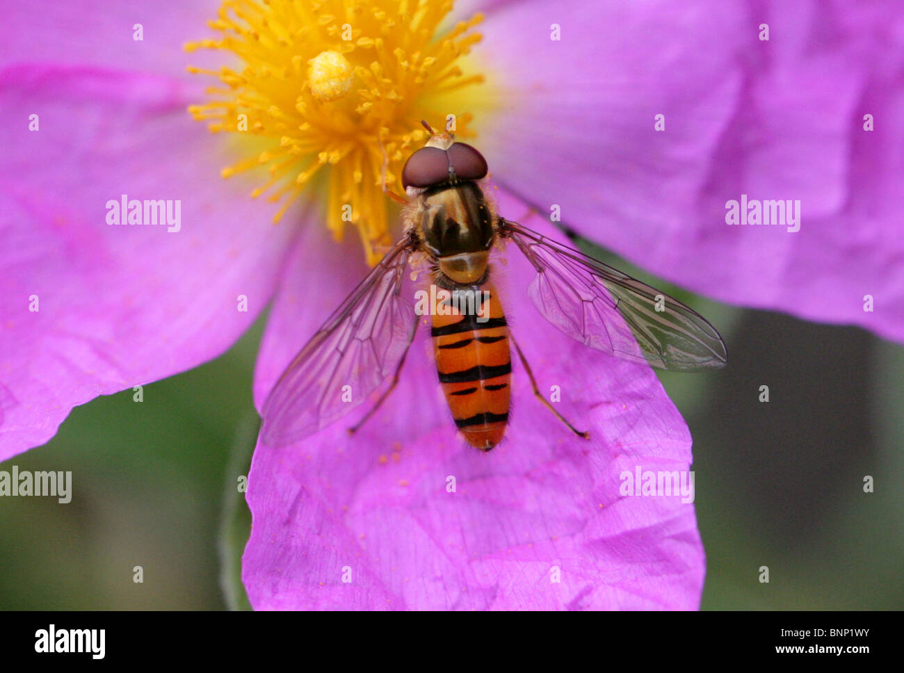 Marmalade Hoverfly, Episyrphus balteatus, Syrphidae, Diptera