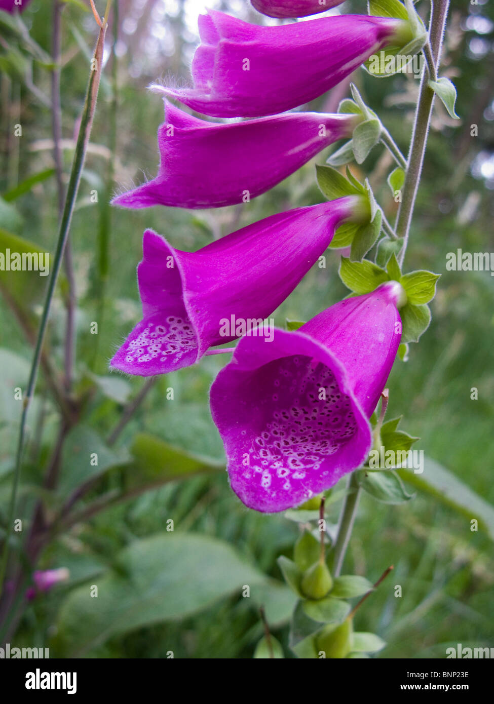 Close Up Of A Wild Purple Foxglove Flower Stock Photo Alamy