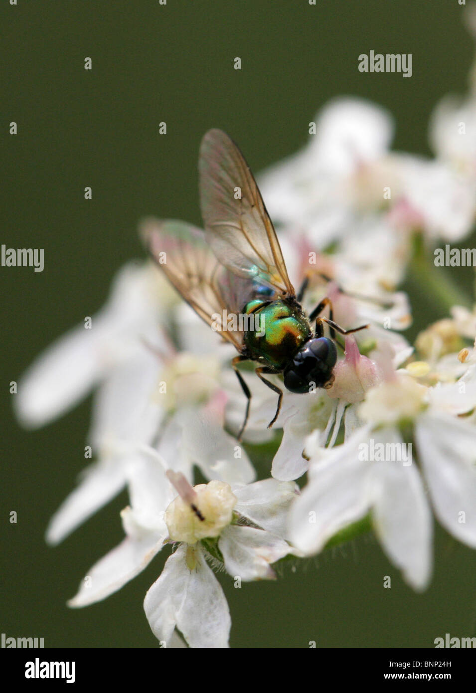 Green Soldier Fly, Chloromyia formosa, Stratiomyidae, Diptera. Aka Broad Centurion or Broad Centurion Soldier Fly. Female. Stock Photo