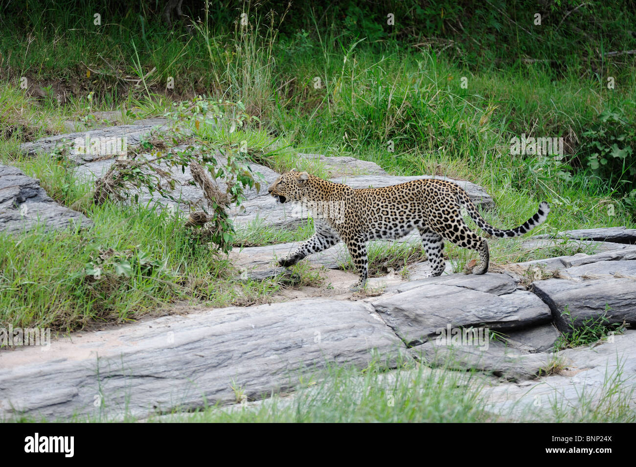 Close up wild leopard hi-res stock photography and images - Alamy