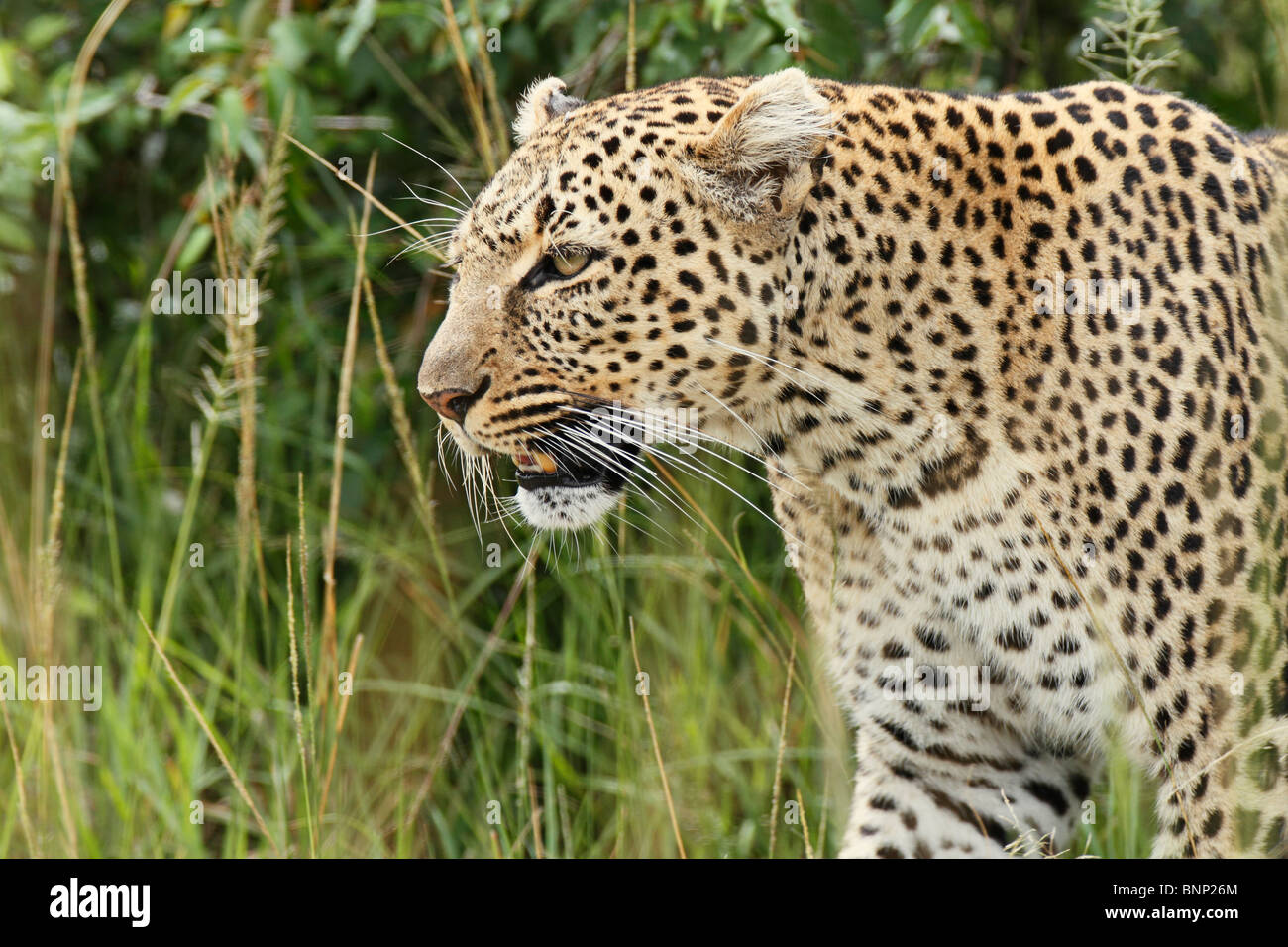 Leopard leopards close up up hi-res stock photography and images - Alamy