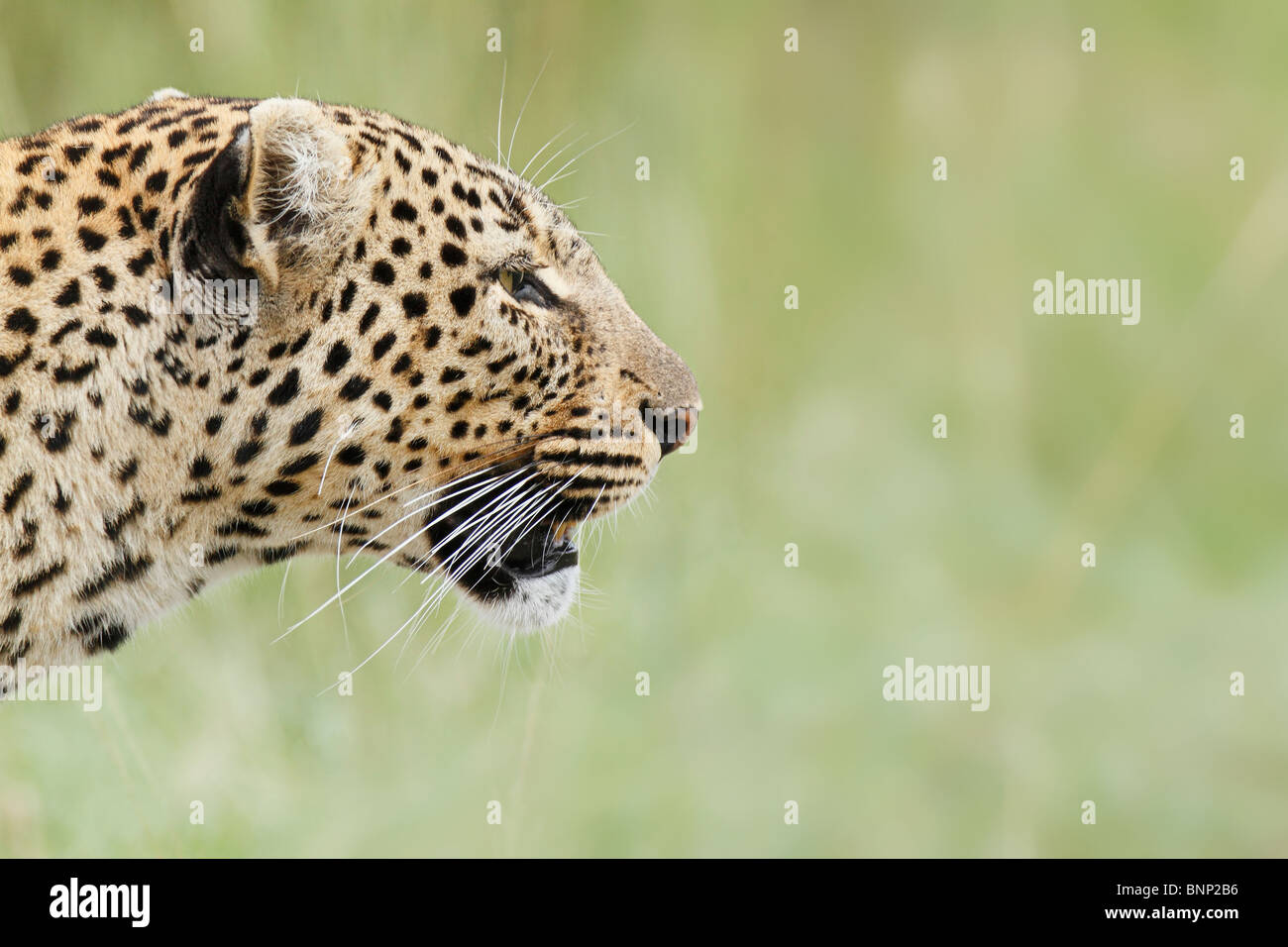 Leopard close up hi-res stock photography and images - Alamy