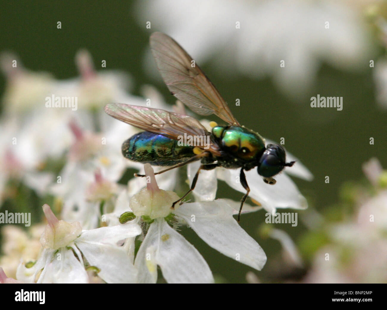 Green Soldier Fly, Chloromyia formosa, Stratiomyidae, Diptera. Aka Broad Centurion or Broad Centurion Soldier Fly. Female. Stock Photo