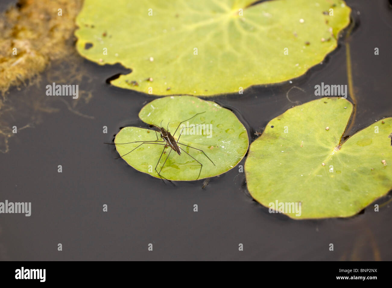 Mating Pond Skaters on a lily pad. Stock Photo