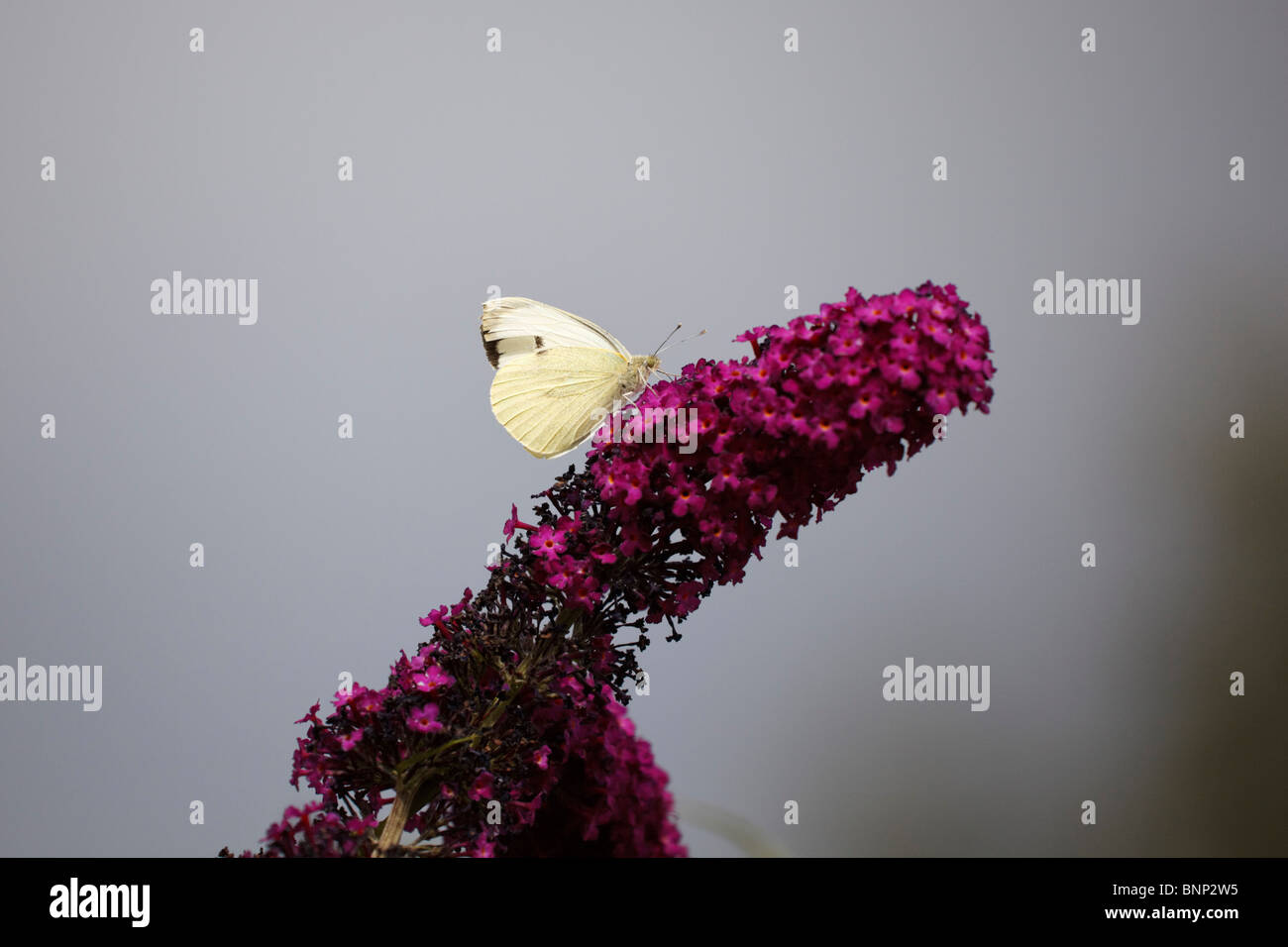Large White butterfly on a buddleja flower Stock Photo
