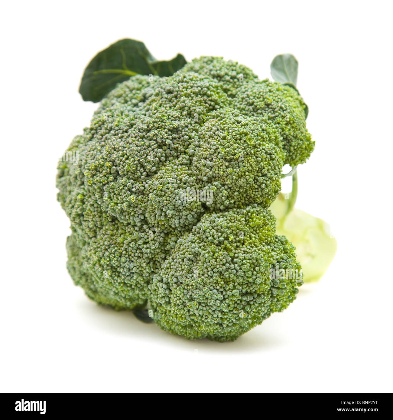 single broccoli head isolated on white background Stock Photo Alamy