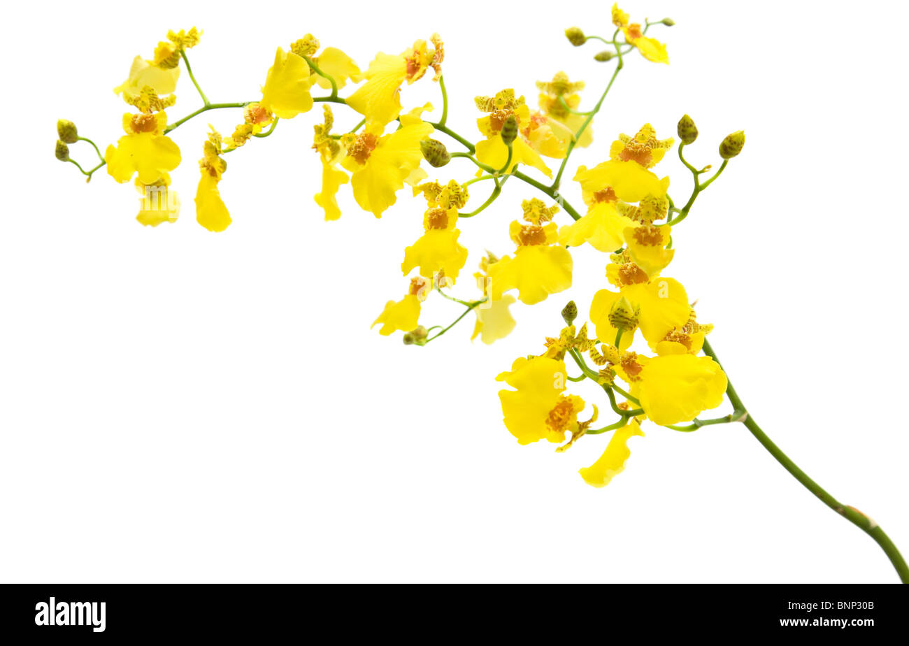 bright yellow Oncidium orchid; whole flowering spike; isolated on white