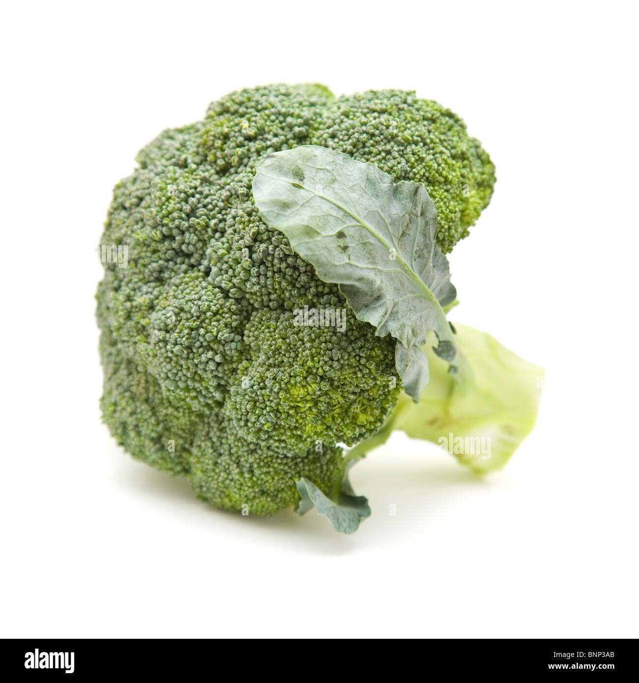 single broccoli head isolated on white background Stock Photo Alamy