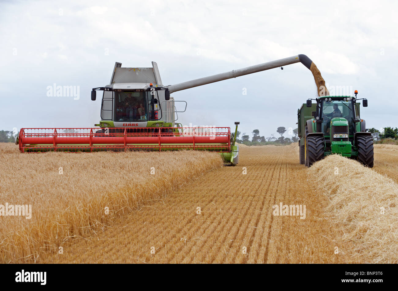 Wheat harvest, Bawdsey, Suffolk, England Stock Photo - Alamy