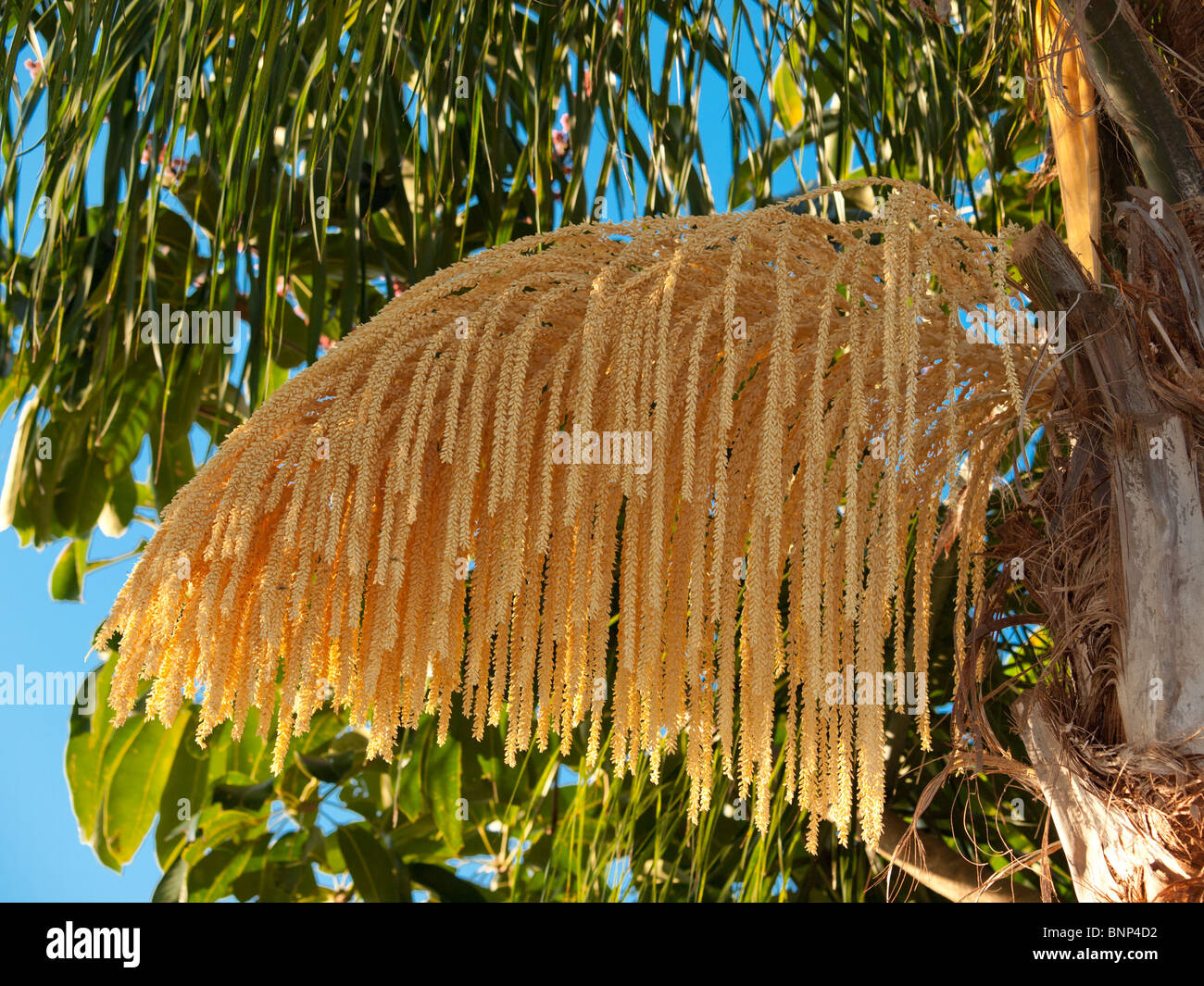 Florida Queen Palm Flower (Syagrus romanzoffiana) blooming in Summer Stock Photo