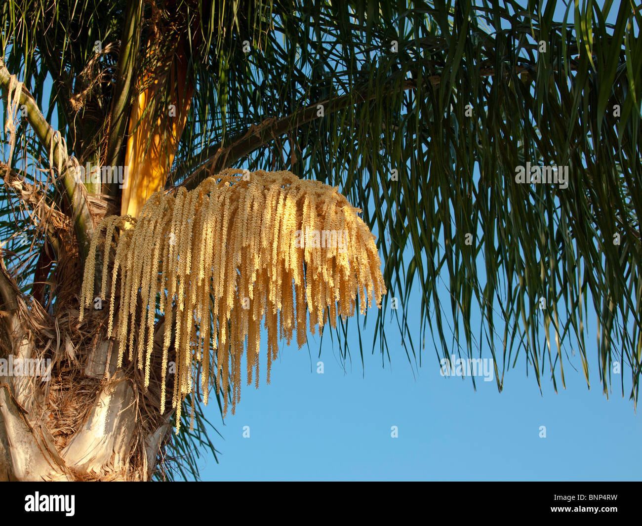 Florida Queen Palm Flower Syagrus romanzoffiana Stock Photo